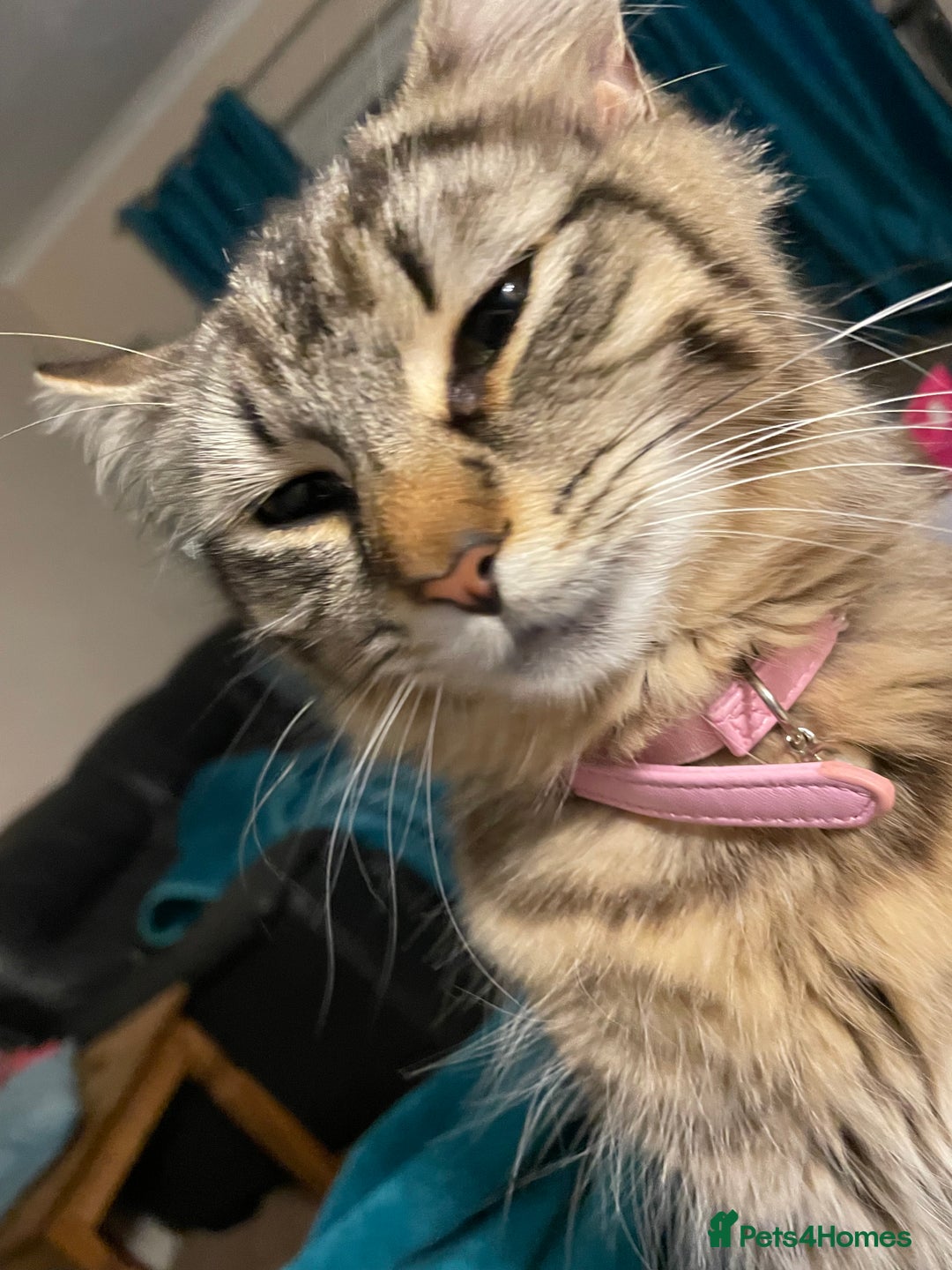 Maine Coon cats for sale: Maine Coon cross cat  - Image 7