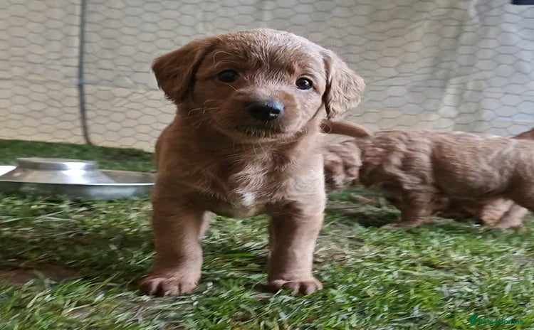 Mixed Breed dogs - Advert 14