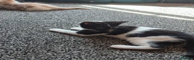 Domestic Shorthair 1