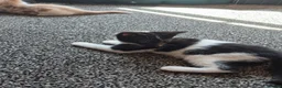 Domestic Shorthair cats for sale: Kittens  - Advert 3