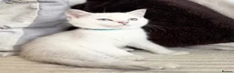 British Shorthair cats for sale: Beautiful BSH Blue Golden TICA kittens - Advert 18