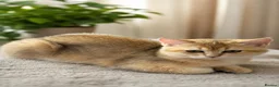 Scottish Fold cats for sale: Scottish Fold & Straight – Elegant Bloodline - Advert 3