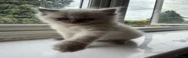 Fluffy ragdoll girl 