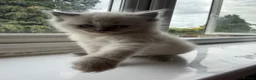 Mixed Breed cats for sale: Beautiful Ragdoll Cross Kittens – Available - Advert 27