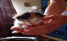 Mixed Breed cats for sale: 3 gorgeous tortoiseshell kittens  - Image 3