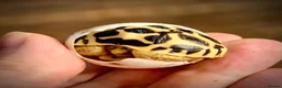 Tortoise reptiles for sale: Indian Star Tortoise Hatchlings - Advert 2