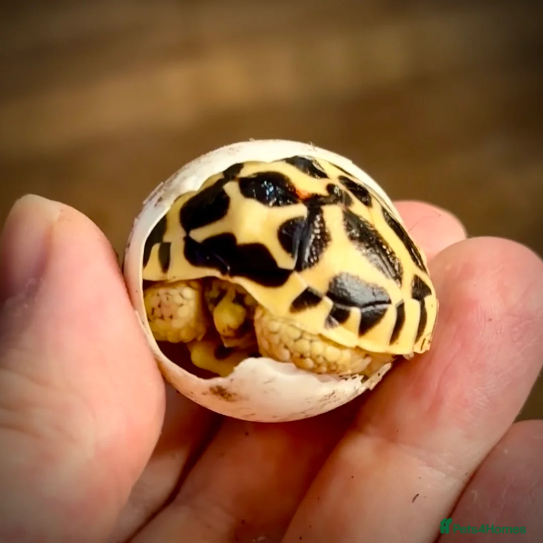 Tortoise reptiles for sale: Indian Star Tortoise Hatchlings - Advert 2