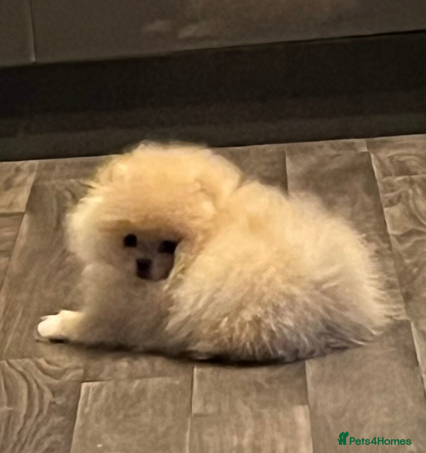 Pomeranian dogs Pomeranian teddy bear pups  - Advert 2