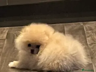 Pomeranian dogs Pomeranian teddy bear pups - Advert 3