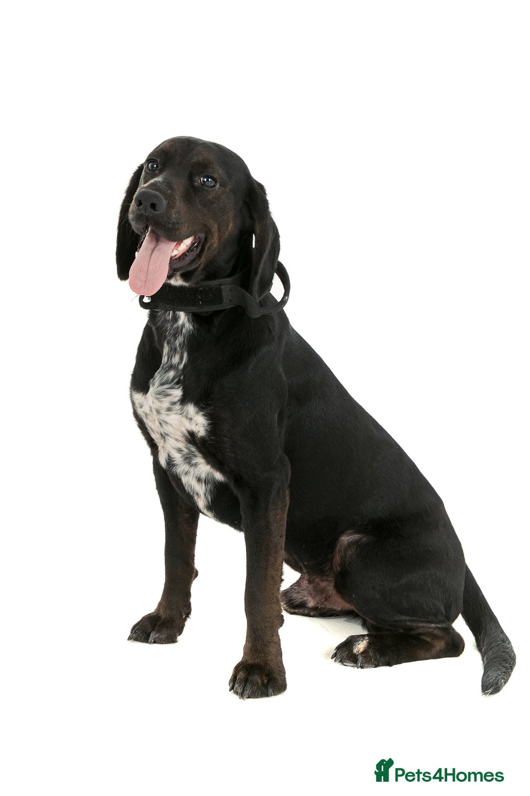 Bocker dogs for stud: Bocker (Spaniel/Beagle) for stud  in Bracknell - Image 5