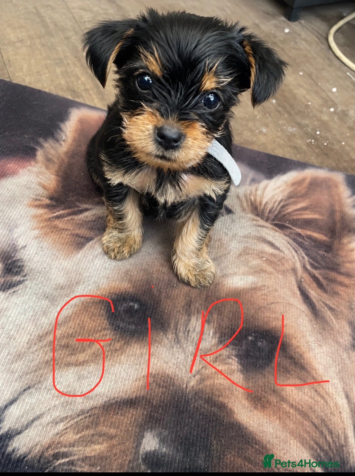 Yorkshire Terrier dogs Yorkshire Terrier puppies 🐶  - Advert 2