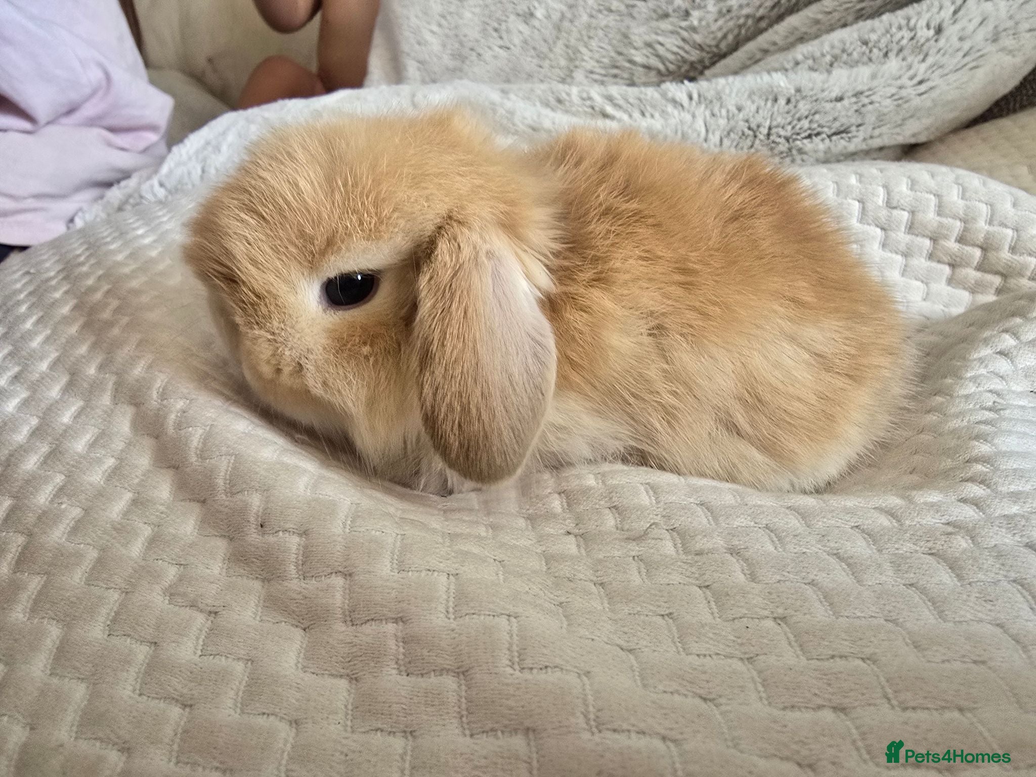 Mini Lop rabbits Beautiful Pure Mini Lop Bunnies Looking for Homes - Advert 2