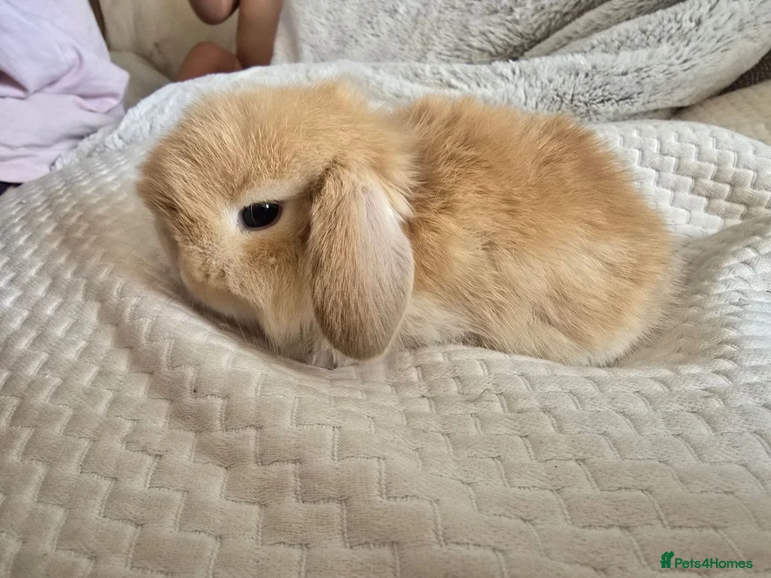 Mini Lop rabbits for sale: Beautiful Pure Mini Lop Bunnies Looking for Homes - Advert 1