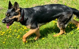 German Shepherd dogs for sale: Big beautiful big boned German Shepherd puppies - Image 13