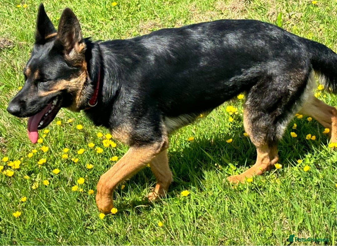 German Shepherd dogs for sale: Big beautiful big boned German Shepherd puppies - Image 13