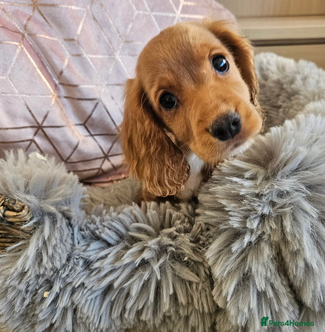 Cocker Spaniel dogs for sale: Stunning mix of working type cocker spaniels  - Advert 7