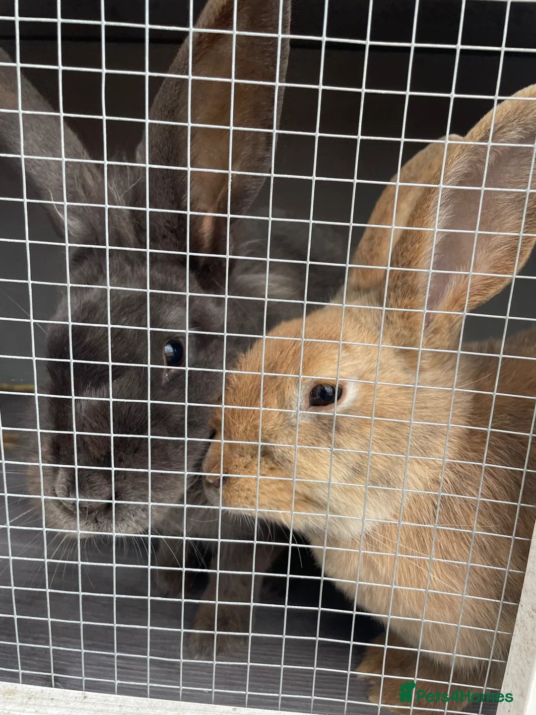 Mixed Breed rabbits for sale: 2 female rabbbits  in Derby - Advert 6
