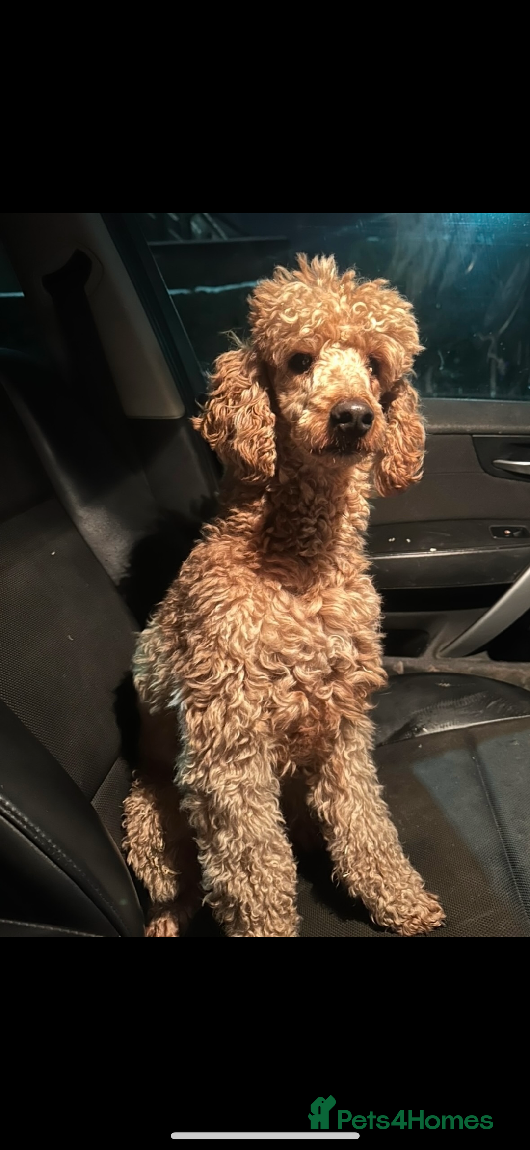 Cockapoo dogs for sale: Beautiful cockapoos looking for forever homes  - Image 26