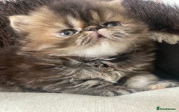 Persian cats for sale: GCCF PURE BRED PKD and PRA CLEAR PERSIAN EXOTICS  - Image 19