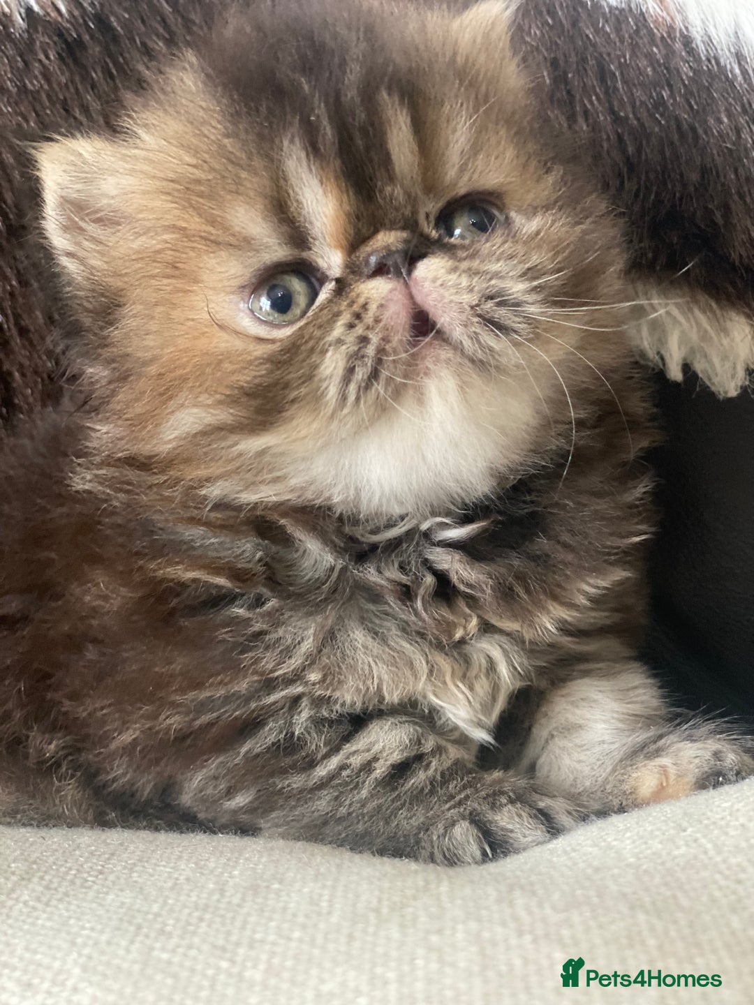 Persian cats for sale: GCCF PURE BRED PKD and PRA CLEAR PERSIAN EXOTICS  - Image 19
