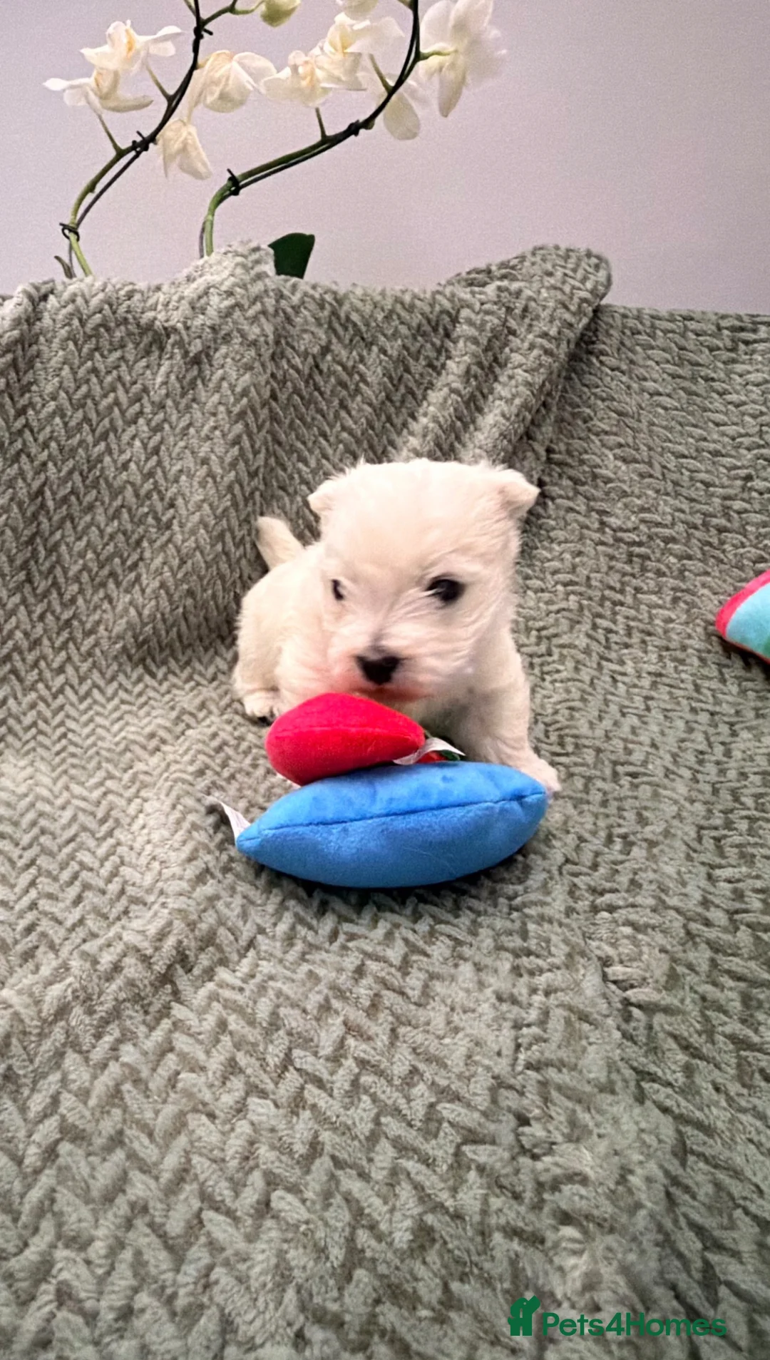West Highland Terrier dogs for sale: Georges Westie puppy boy in Spalding - Advert 2