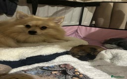Mixed Breed dogs for sale: Little boy paparainion 🥰 - Image 5