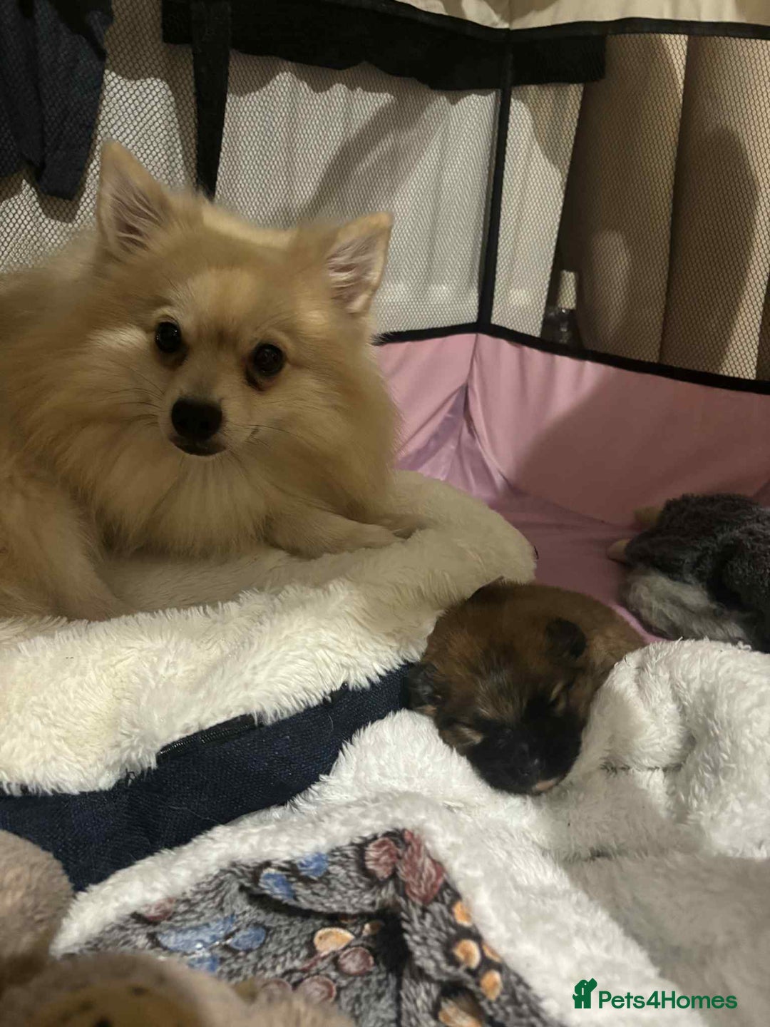 Mixed Breed dogs for sale: Little boy paparainion 🥰 - Image 5