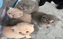 Scottish Fold cats for sale: Scottish Fold Kittens - Image 1
