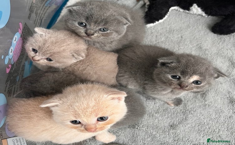 Scottish Fold cats - Advert 15