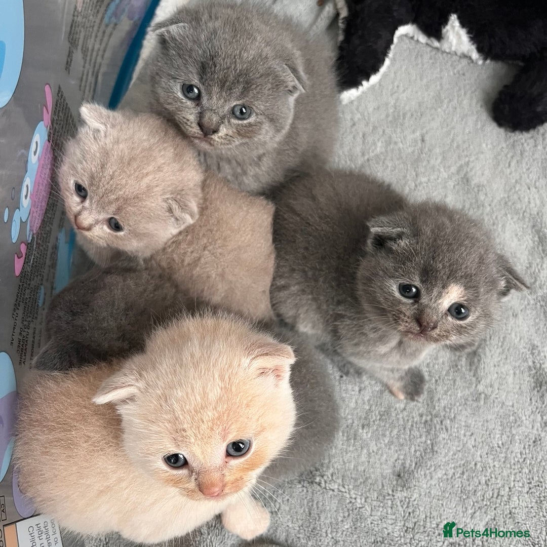 Scottish Fold cats for sale: Scottish Fold Kittens - Image 1