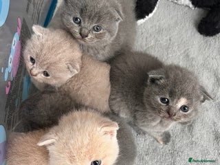 Scottish Fold cats - Advert 29