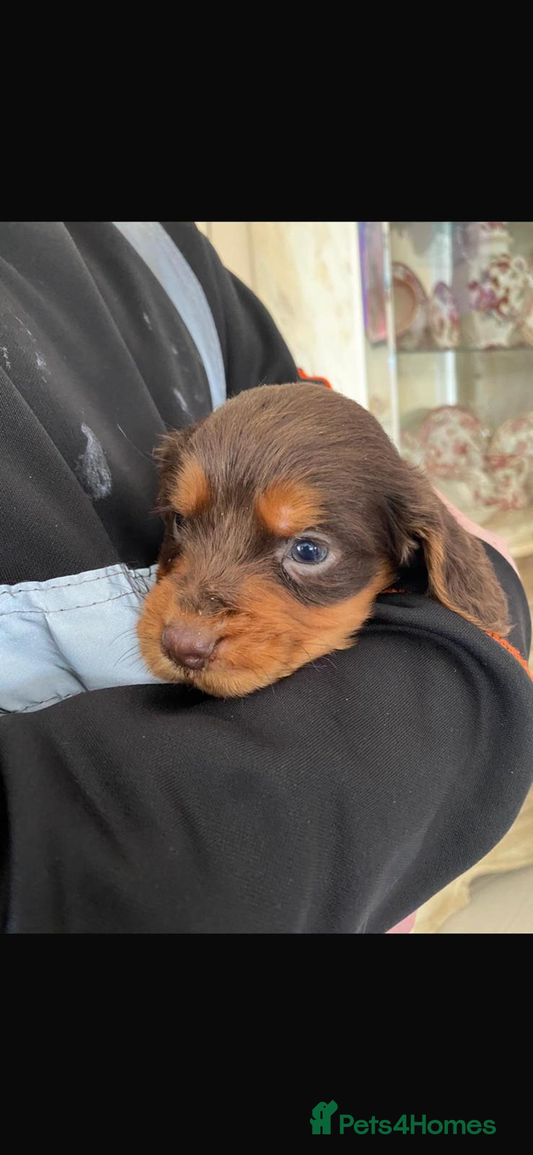 Cocker Spaniel dogs for sale: Beautiful litter of cocker spaniel puppys - Advert 9