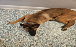 Belgian Shepherd Dog dogs for sale: Belgium mali - Image 2