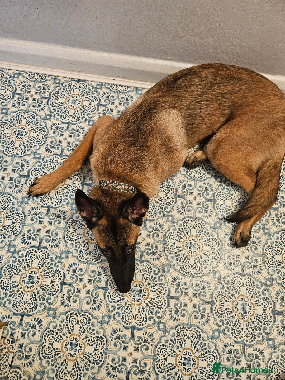 Belgian Shepherd Dog dogs for sale: Belgium mali - Image 2