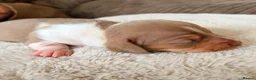 Miniature Dachshund dogs for sale: KC registered PRA clear miniature dachshunds - Advert 15