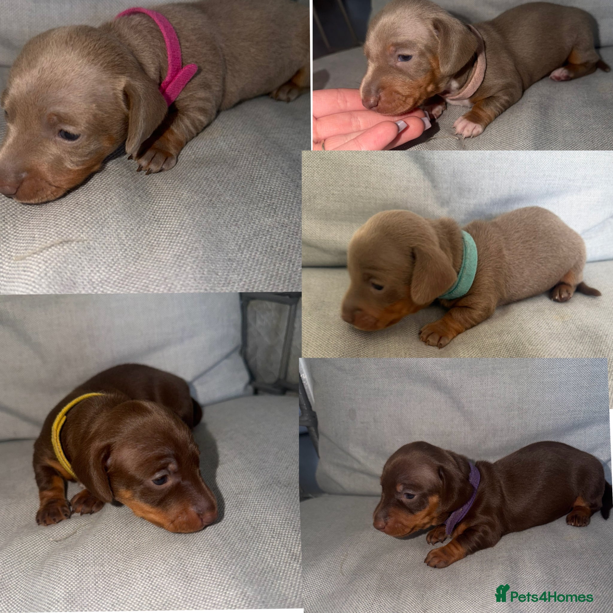 Miniature Dachshund dogs BEAUTIFUL MINI DACHSHUNDS  - Advert 6