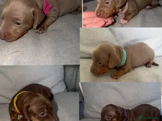 Miniature Dachshund dogs BEAUTIFUL MINI DACHSHUNDS - Advert 6