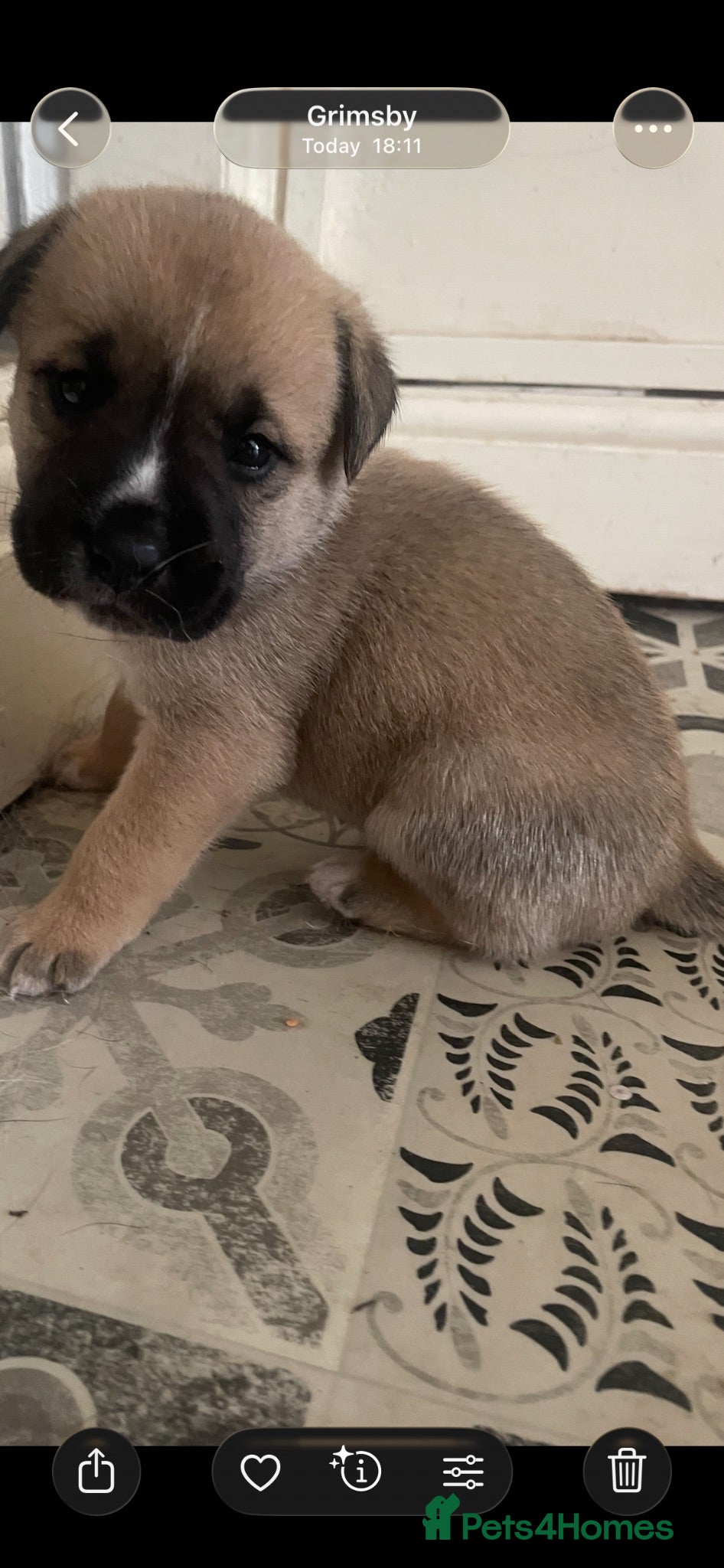 Mixed Breed dogs 4 Beautiful Akita X Staff pups 3 Male 1 Female - Advert 1