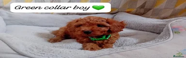 Green Collar Boy