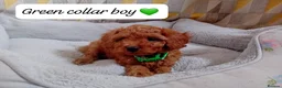 Cavapoo dogs for sale: Cute and cuddly F1B Cavapoos - Advert 10
