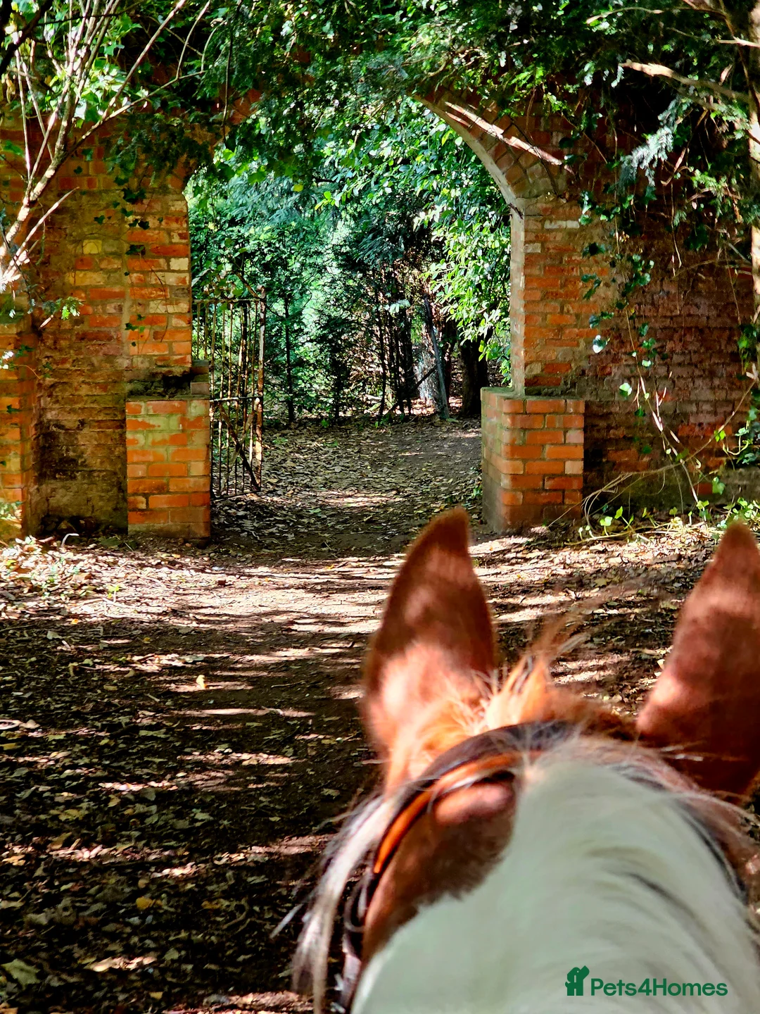 Pintos horses for sale: Handsome blue eyed Gelding - Advert 3