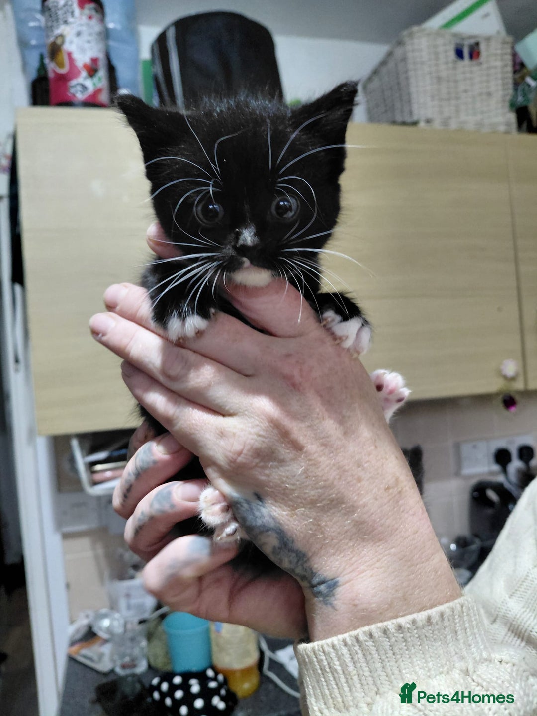 Mixed Breed cats for sale: 4 sweet ghost tabby tuxedo kittens - Image 11