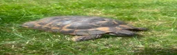 Tortoise reptiles for sale: 35 year old Horsefield Tortoise - Advert 1