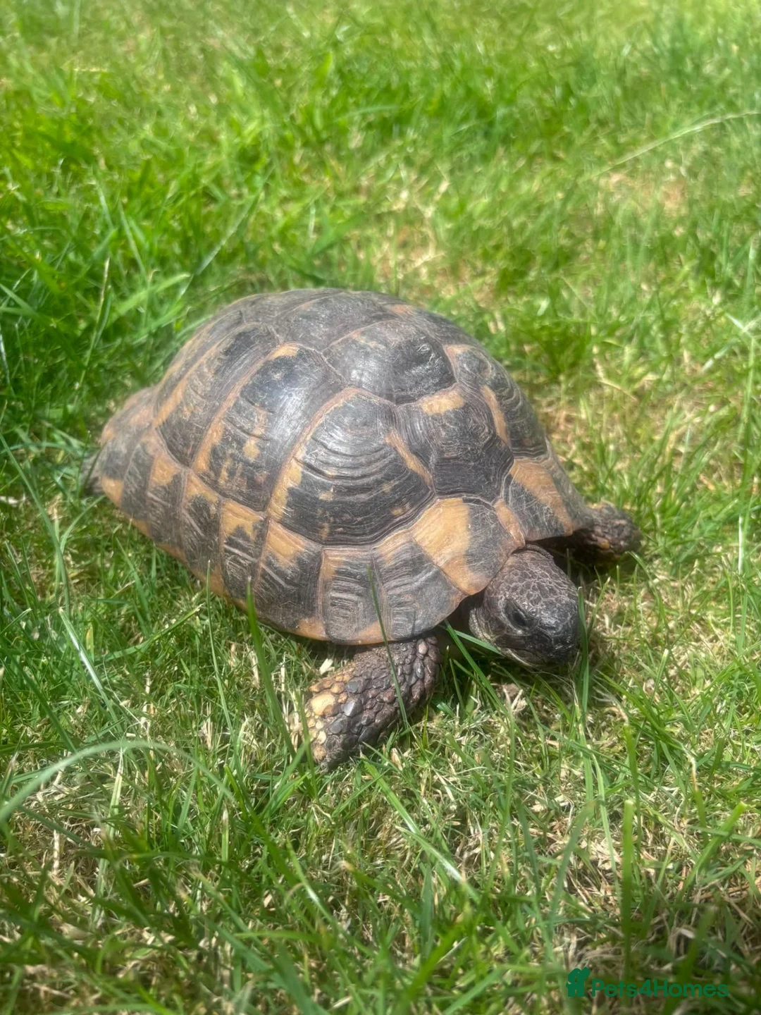 Tortoise reptiles for sale: 35 year old Horsefield Tortoise - Advert 1