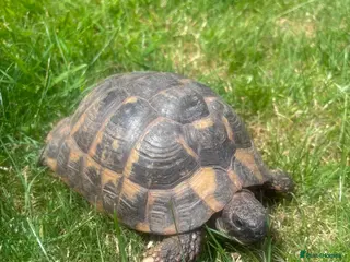 Tortoise reptiles 35 year old Horsefield Tortoise - Advert 1