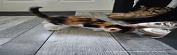 Mixed Breed cats for sale: Adorable 6 kittens Looking for Their Loving Homes! - Advert 9