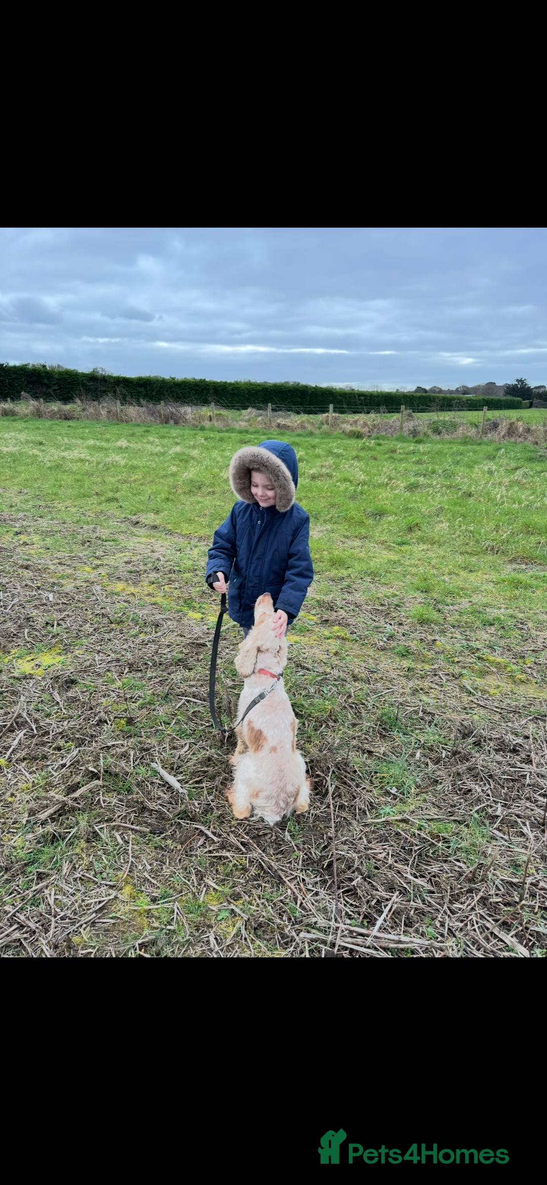 Cocker Spaniel dogs for sale: Our beloved Toffee  - Advert 2