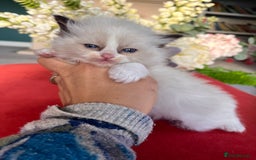 Ragdoll cats for sale: Chunky Quality EU Ragdoll babies - Image 6
