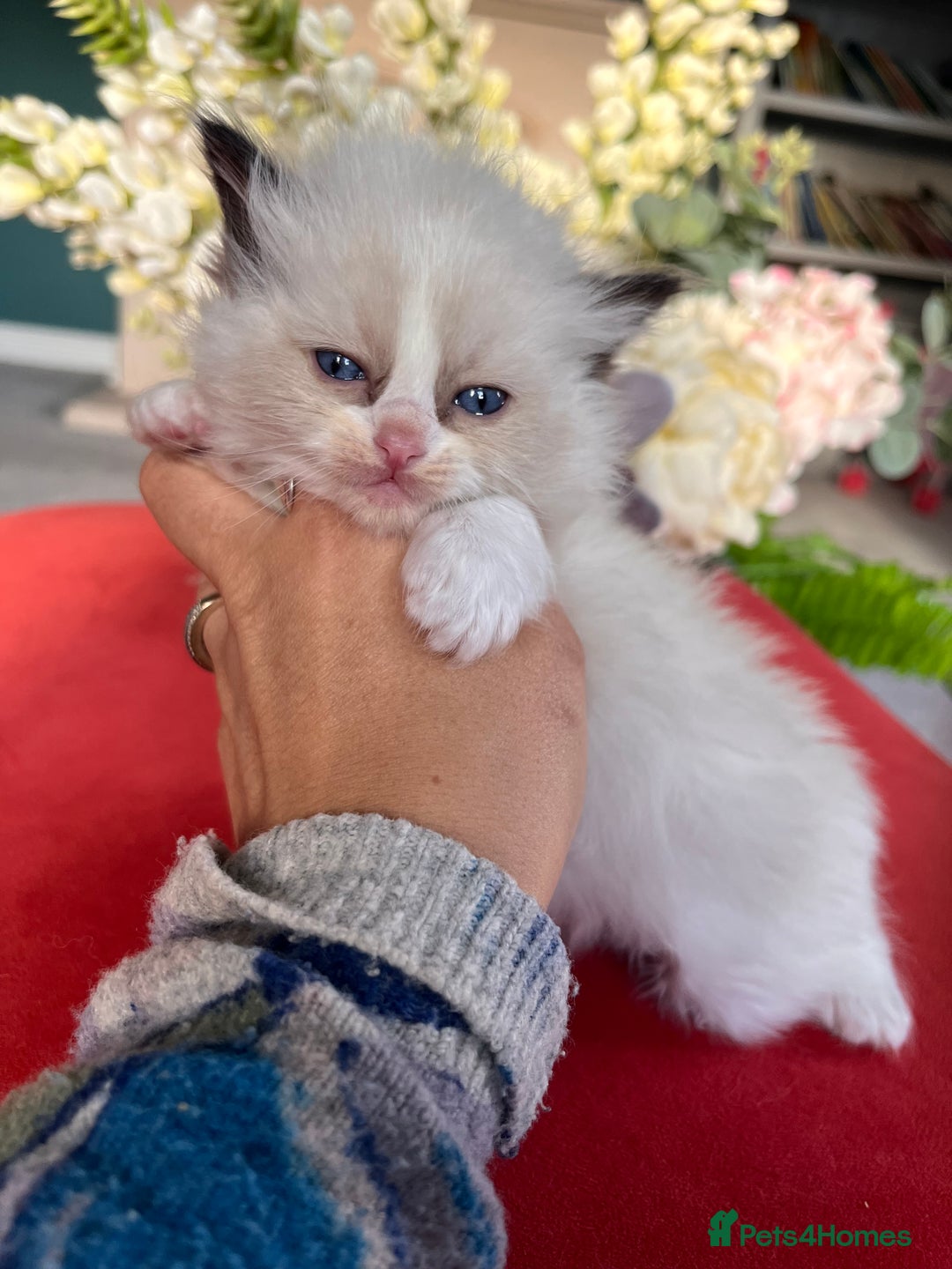 Ragdoll cats for sale: Chunky Quality EU Ragdoll babies - Image 6