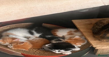 Mixed Breed cats - Advert 3
